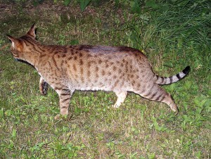 796px-ocicat-on-the-move.jpg