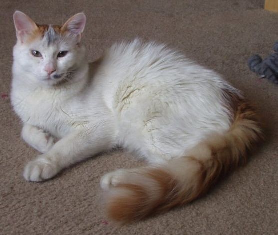 turkish_van_example2.jpg