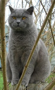 372px-britishblue.jpg